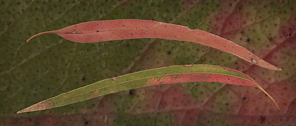 Eucalypt Leaf #3, Victoria, Australia