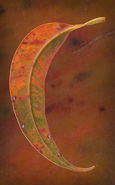 Eucalypt Leaf #4, Victoria, Australia