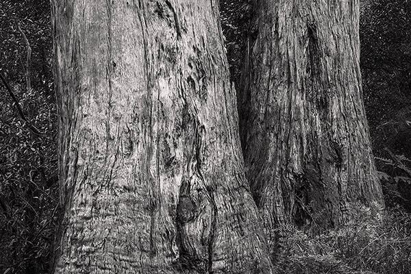 Eucalyptus Regnans, The Elders, Victoria, Australia