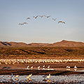 The Fall Migration, Snow Geese and Sandhill Cranes