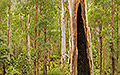Fire Scar, Eucalyptus, Victoria Australia
