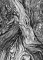Gnarled Tree Trunk, Cuyahoga Valley National Park, Ohio
