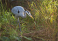 Great Blue Heron, Morning Stalker