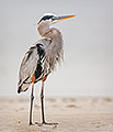 Great Blue Heron, Ruffled Feathers