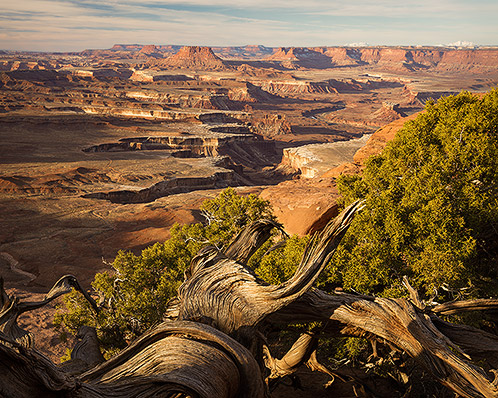 Green River Canyon and Juniper, 35 Years Later, Landscape Photograph by Dean M. Chriss