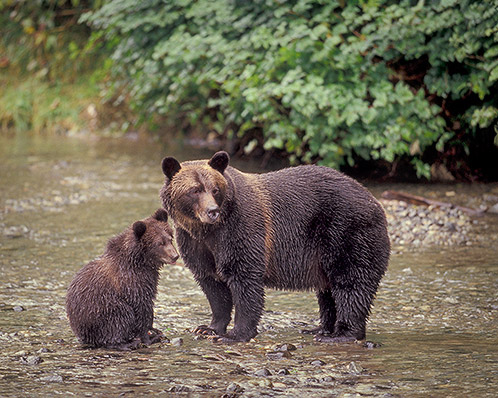 Grizzlies, Mom and Youngster, Alaska