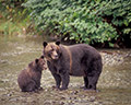 Grizzlies, Mom and Youngster