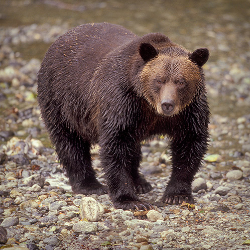 Grizzly Adult, Too Close, Alaska