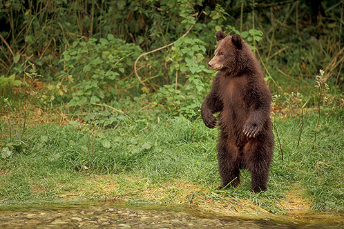 Grizzly Youngster, Looking for Fish, Alaska