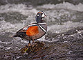 Harlequin Duck, Male, Yellowstone River