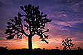 Joshua Tree Sunset, Joshua Tree National Park