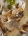Koala Sleeping, Great Otway National Park, Victoria, Australia