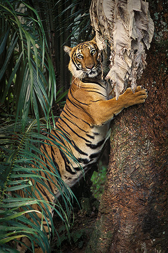 Malayan Tiger, Sharpening Claws, Malaysia