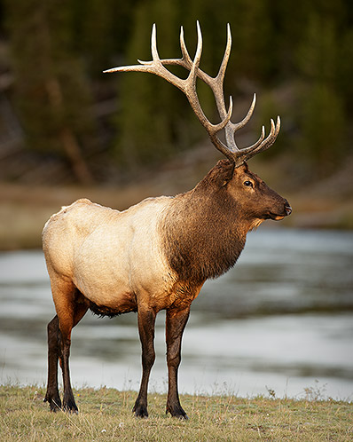 Bull Elk, Master of the Madison, Yellowstone National Park