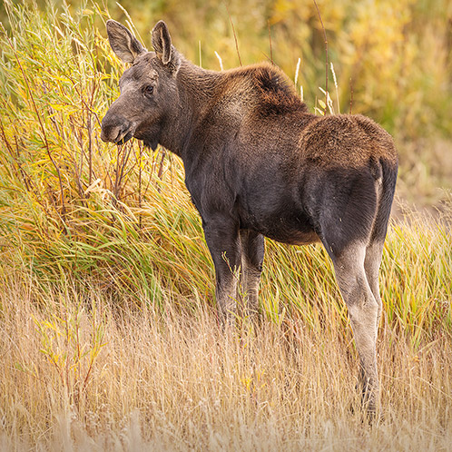 Cow Moose Yearling, Browsing on Willows, Autumn, Wyoming