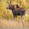 Moose Cow Yearling, Autumn