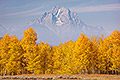 Mount Moran, Autumn Aspens and Fog, Wyoming