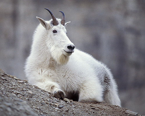 Afternoon Rest, Mountain Goat, Glacier National Park