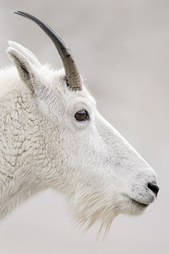 Portrait, Mountain Goat, Glacier National Park