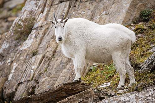 Mountain Goat, Staring, Glacier National Park