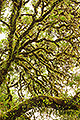 "Eternity", Myrtle Beech Tree, Image 1, Victoria, Australia
