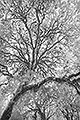 "Eternity", Myrtle Beech Tree, Image 2, Victoria, Australia