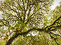"Eternity", Myrtle Beech Tree, Image 3, Victoria, Australia