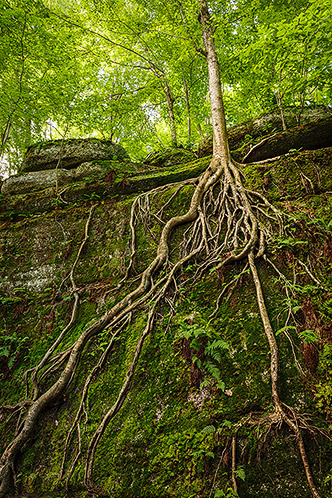 Tree Roots #1, Ohio, Landscape Photograph