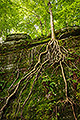 Tree Roots #1, Ohio