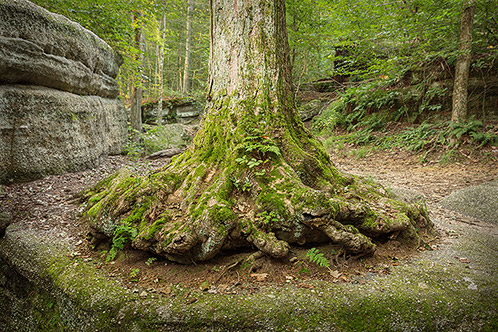 Tree Roots #2, Ohio, Landscape Photograph