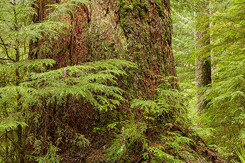 Enchanted Woodlands, Washington, Landscape Photograph