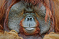 Man of the Forest, Orangutan, Malaysia