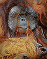 Forest Boss, Orangutan, Malaysia