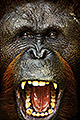 Angry Orangutan Male, Borneo