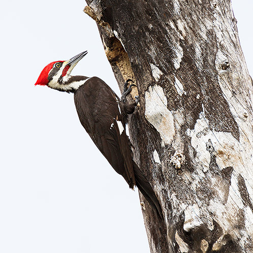 Pileated Woodpecker, Nest Building