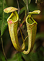 Pitcher Plant, Borneo
