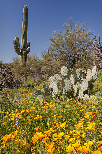 Poppies and Cacti, and Creosote Bush, Arizona, Landscape Photograph by Dean M. Chriss