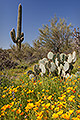 Poppies and Cacti, and Creosote Bush, Arizona