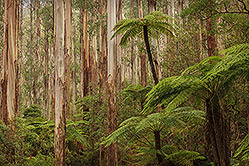 Primeval Forest, Victoria, Australia