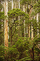 Primeval Forest #3, Victoria, Australia