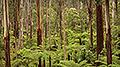 Primeval Forest #4, Victoria, Australia