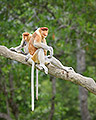 The Handsome Couple, Proboscis Monkeys, Borneo