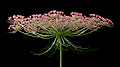 Queen Anne's Lace, A Photographic Study