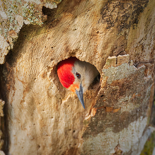 Red-Bellied Woodpecker, A Parent's Work is Never Done at Nest