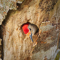 Red-Bellied Woodpecker, A Parent's Work is Never Done