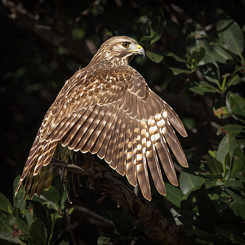 Red Shouldered Hawk, Juvenile, Wing Stretch
