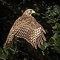 Red Shouldered hawk, Wing Stretch