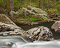 Riverside Dogwood, Great Smoky Mountains National Park