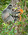 Silvered Leaf monkey and Baby, Borneo