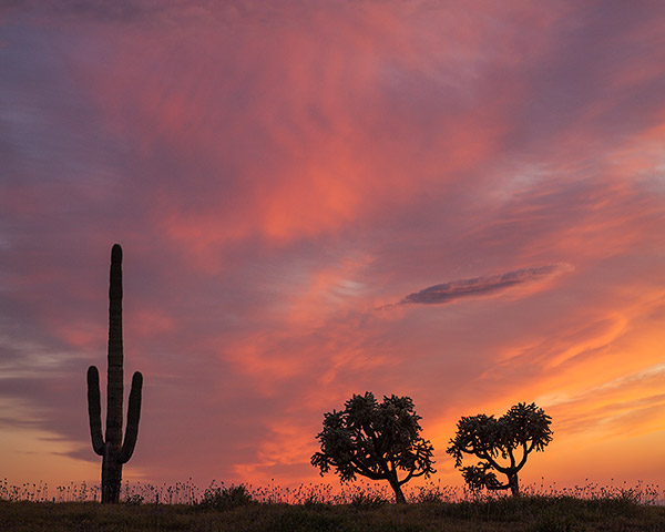 Cactus Sunset, Superstition Wilderness, Arizona, Landscape Photograph by Dean M. Chriss
